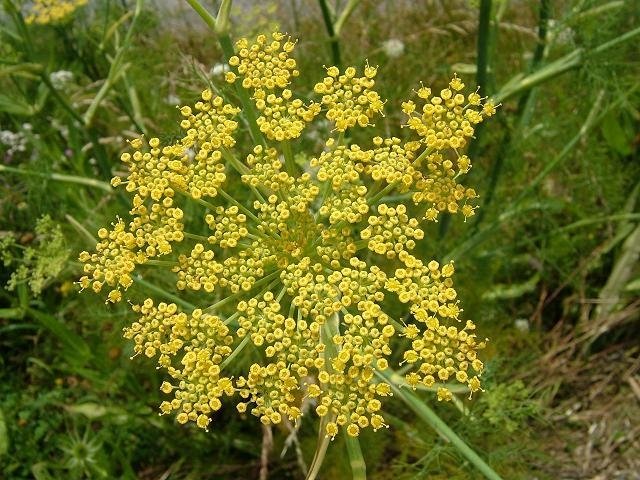 Μάραθος(en translation)