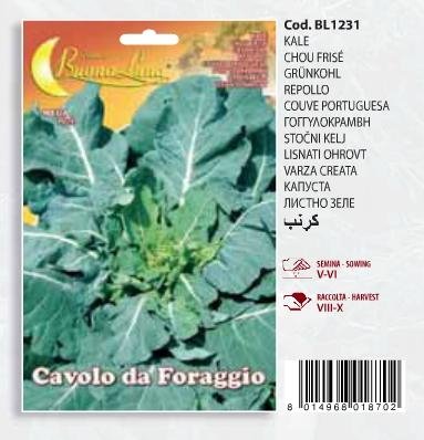 Γογγυλοκράμβη