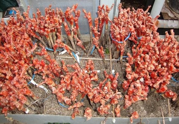 Γυμνόριζα κλήματα εμβολιασμένα(en translation)