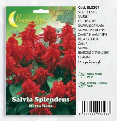 Σάλβια η λαμπερή