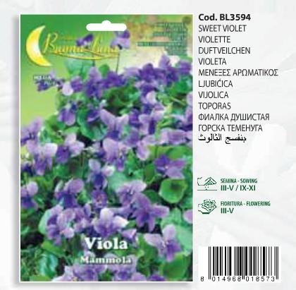 Μενεξές αρωματικός