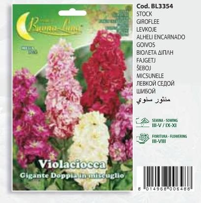 Βιολέτα διπλή(en translation)