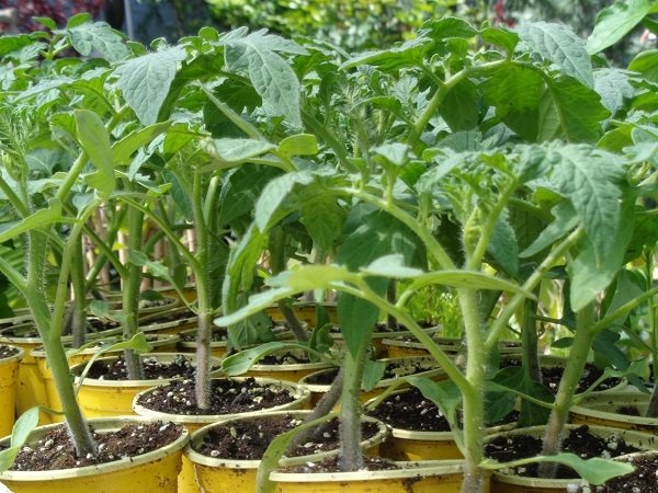 Σπορόφυτα τομάτας(en translation)