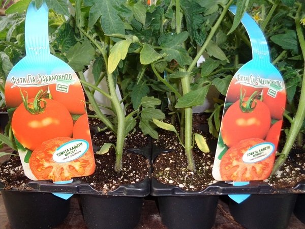 Σπορόφυτα τομάτας  καλαθάκι(en translation)