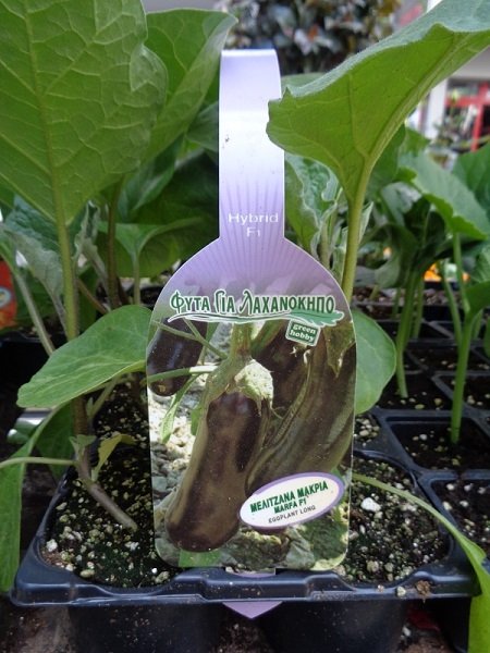 Σπορόφυτο μελιτζάνας(en translation)