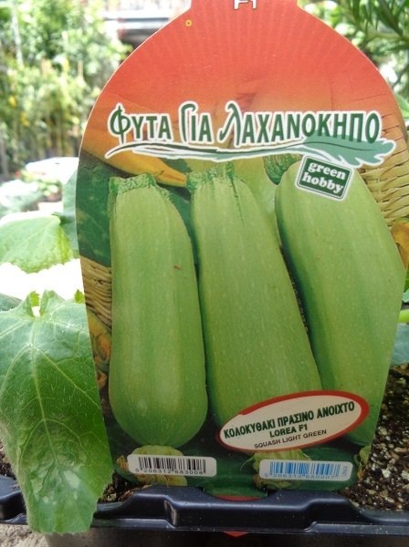 Σπορόφυτο κολοκύθι(en translation)