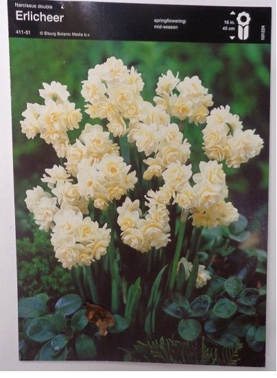 Ζαμπάκια-Μανουσάκια-Ναρκισσάκια(en translation) - Image 3