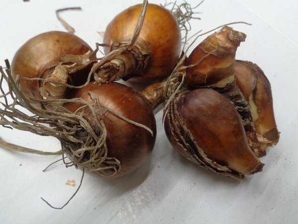 Ζαμπάκια-Μανουσάκια-Ναρκισσάκια(en translation) - Image 4