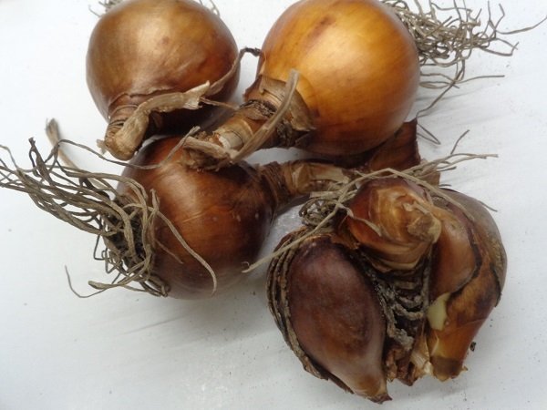 Ζαμπάκια-Μανουσάκια-Ναρκισσάκια(en translation) - Image 5