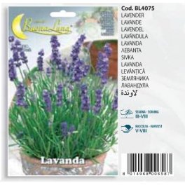 Lavender(en translation)