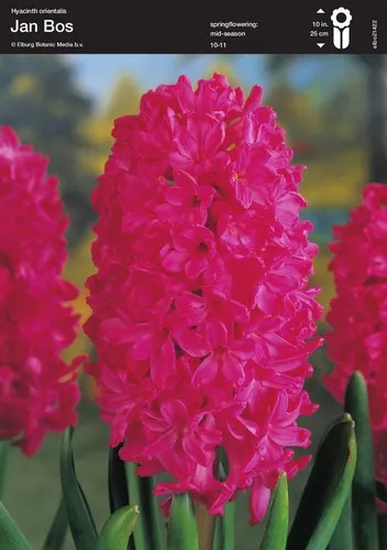 Hyacinth Gipsy Jan Bos