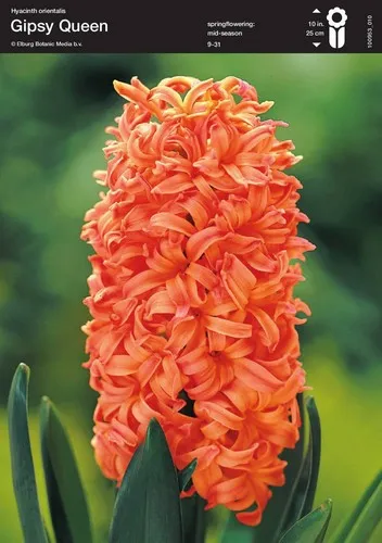 Hyacinth Gipsy Queen