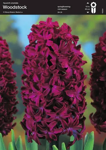 Hyacinth Woodstock
