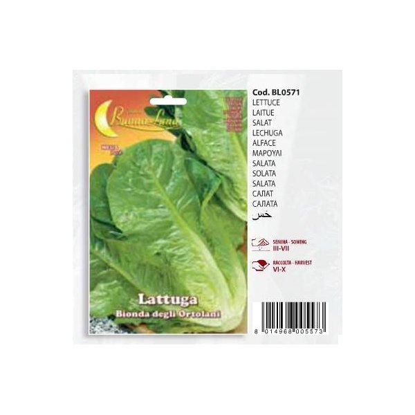 Μαρούλι Lattuga    Bionda degli Ortolani(en translation)