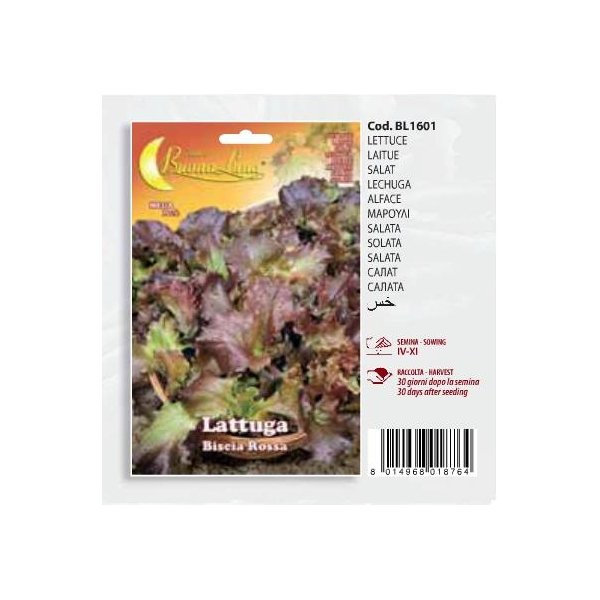 Μαρούλι Lattuga   Biscia rossa(en translation)