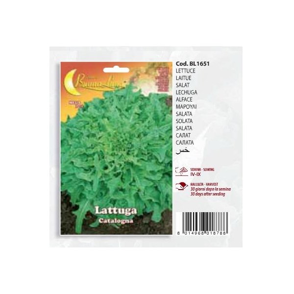 Μαρούλι Lattuga   Catalogna(en translation)