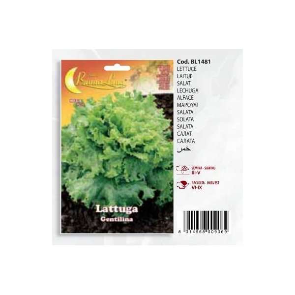 Μαρούλι Lattuga   Gentilina(en translation)