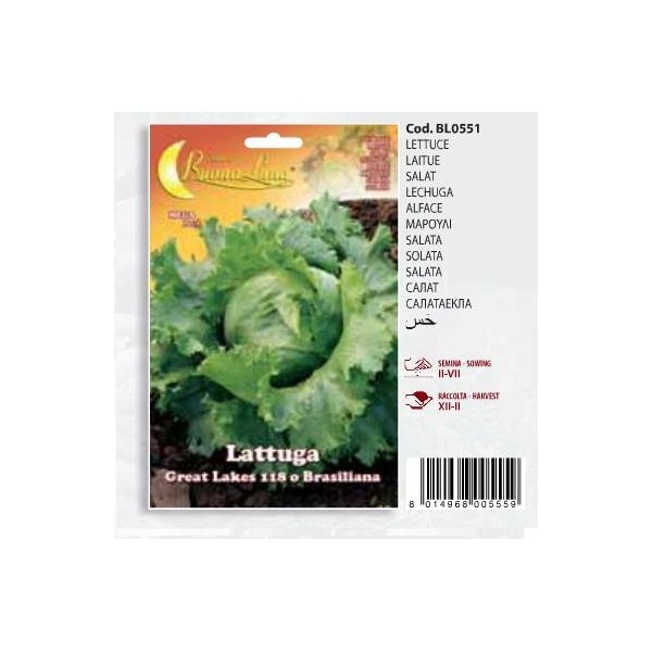 Μαρούλι Lattuga - Great lakes 118 o Brasiliana(en translation)