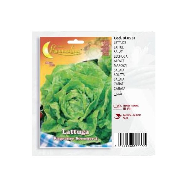 Μαρούλι Lattuga   Kagraner sommer1(en translation)