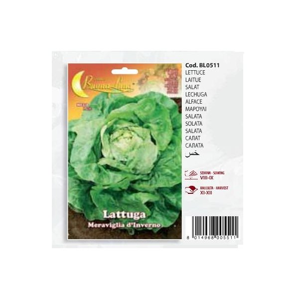 Μαρούλι Lattuga - Meraviglia d'inverno(en translation)