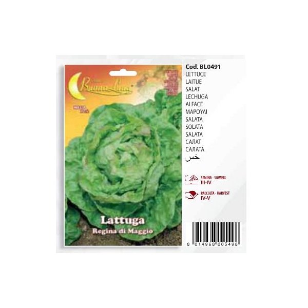 Μαρούλι Lattuga - Regina di Maggio(en translation)