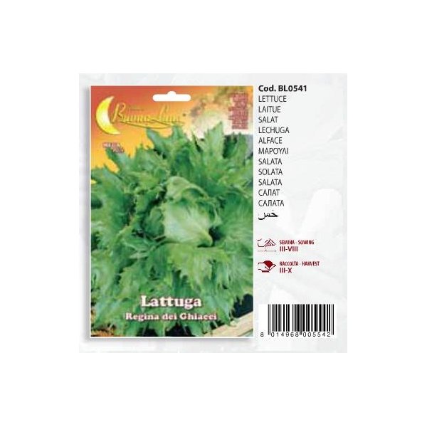 Μαρούλι Lattuga Regina dei chiacci(en translation)