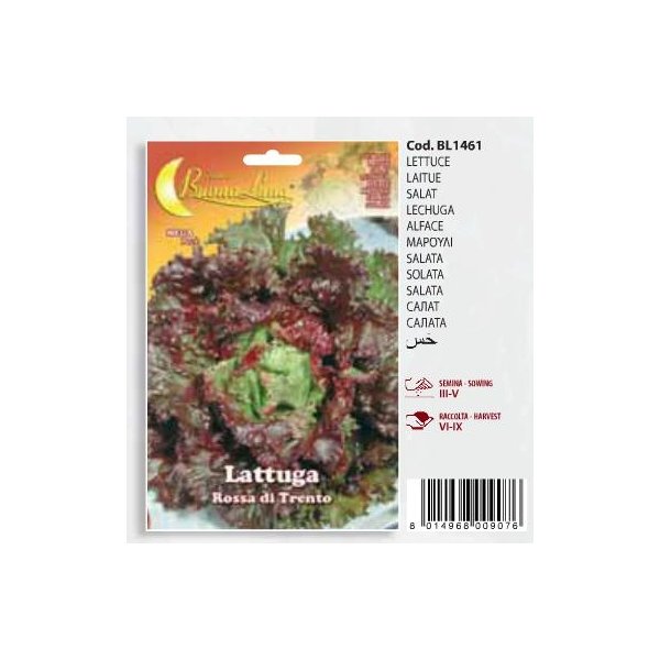 Μαρούλι Lattuga - Rossa di Trento(en translation)