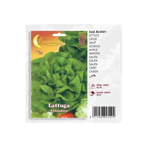 Μαρούλι Lattuga   Trocadero(en translation)