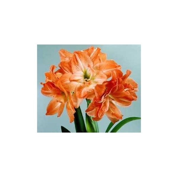 Amaryllis Andes(en translation)