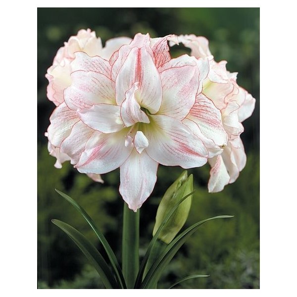 Amaryllis Aphrodite(en translation)