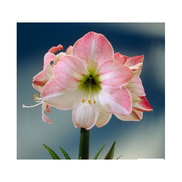 Amaryllis Apple Blossom(en translation)