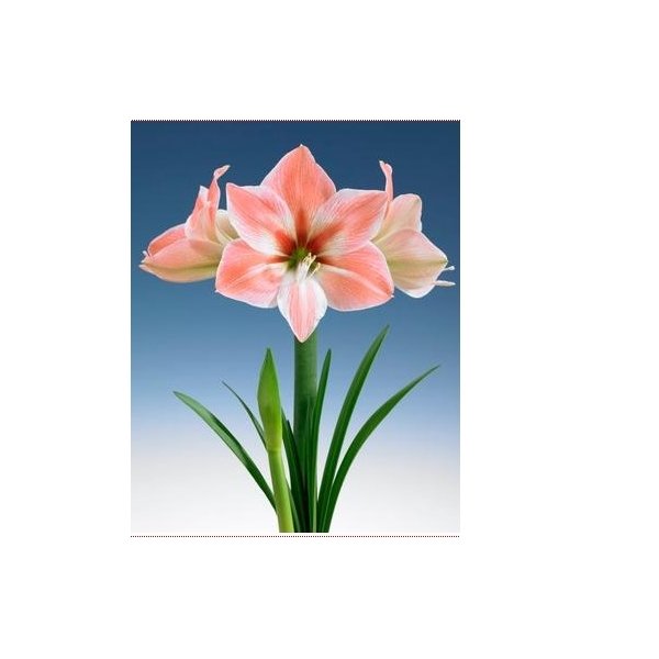 Amaryllis Apricot Parfait(en translation)