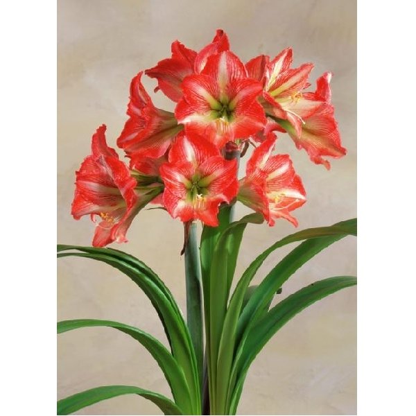 Amaryllis Baby Star(en translation)