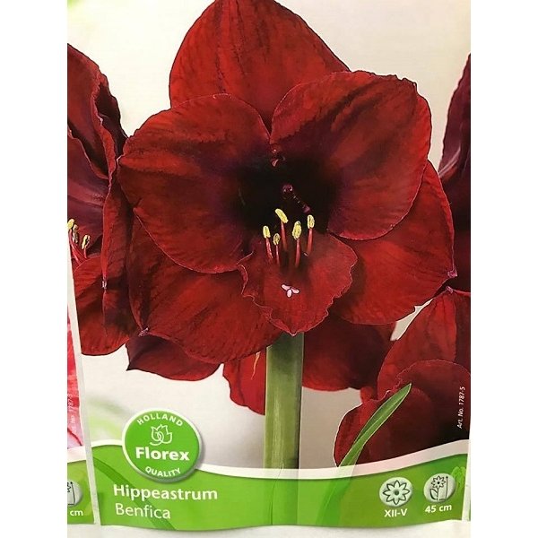 Amaryllis Benfica(en translation)