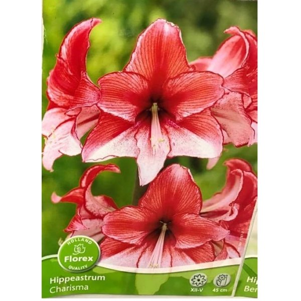 Amaryllis Charisma(en translation)