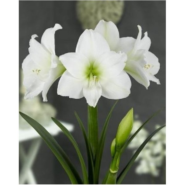 Amaryllis Christmas Gift(en translation)