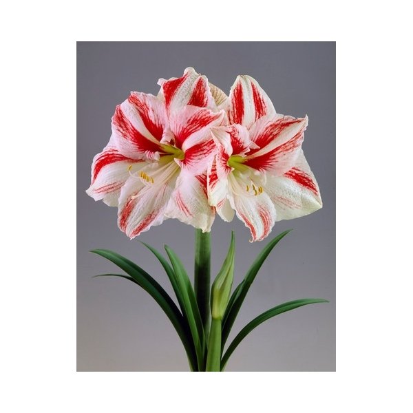 Amaryllis Clown(en translation)
