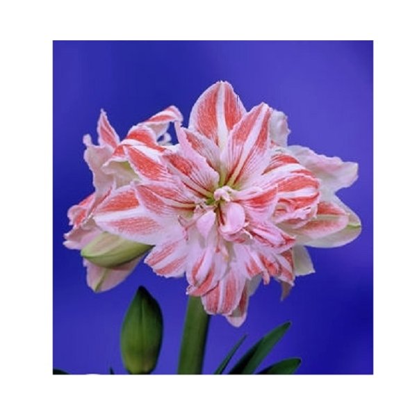 Amaryllis Dancing Queen(en translation)