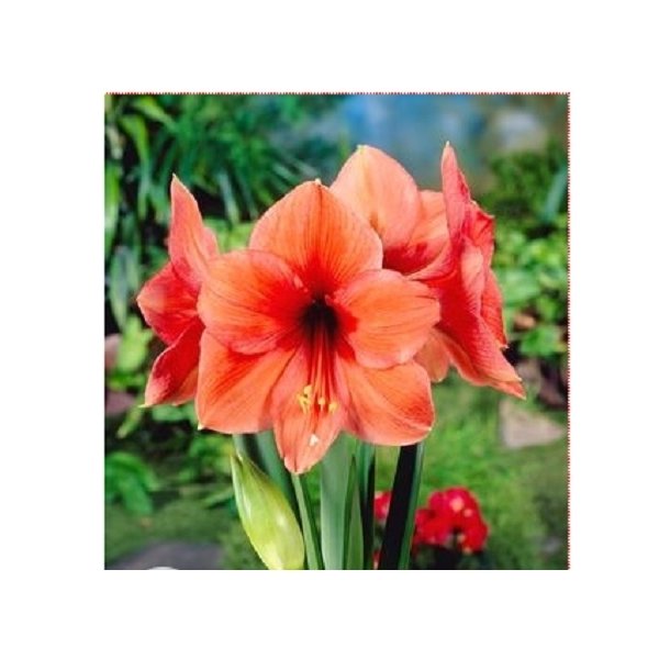 Amaryllis Desire(en translation)