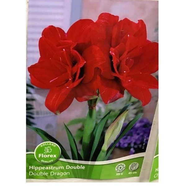 Amaryllis Dragon(en translation)