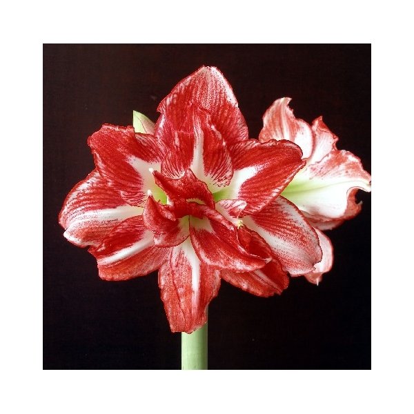 Amaryllis Pasadena(en translation)