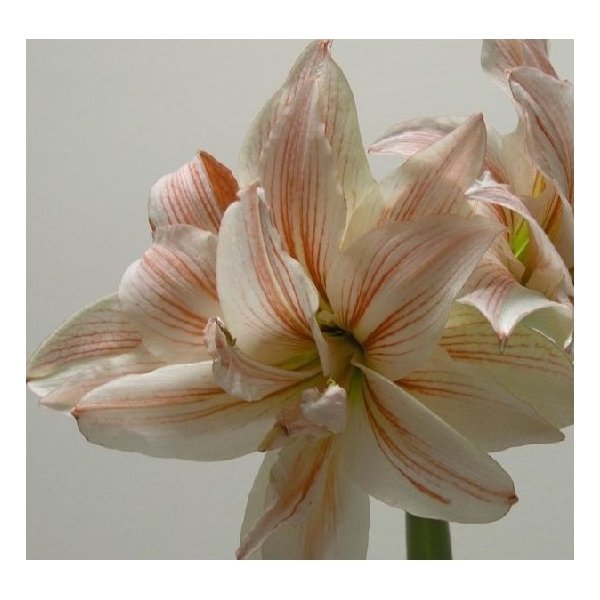Amaryllis Philadelphia(en translation)