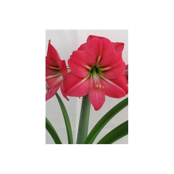 Amaryllis Pink(en translation)