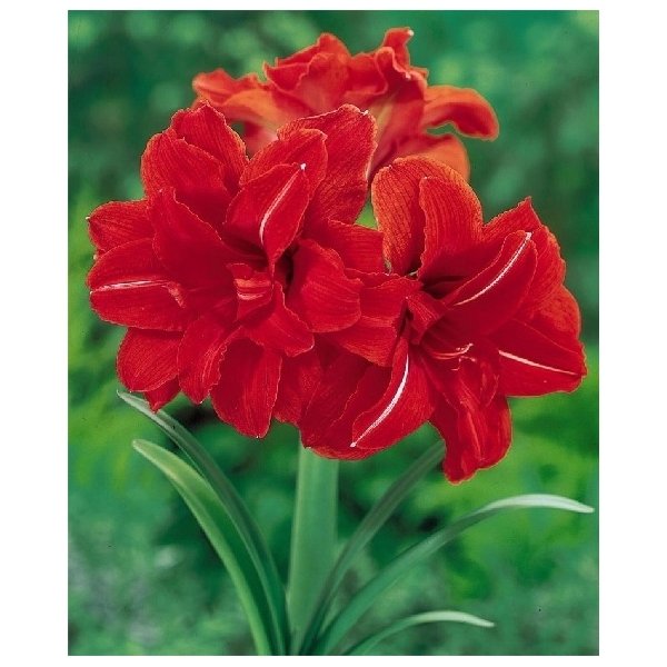 Amaryllis Red Peacock(en translation)