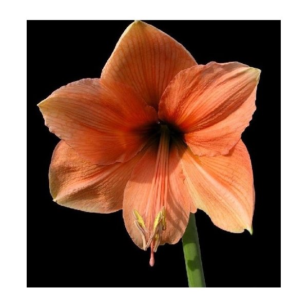 Amaryllis Salmon(en translation)