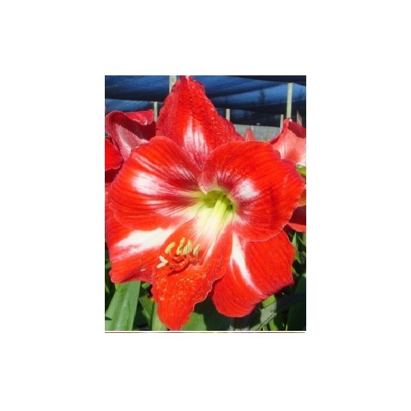 Amaryllis Striped(en translation)