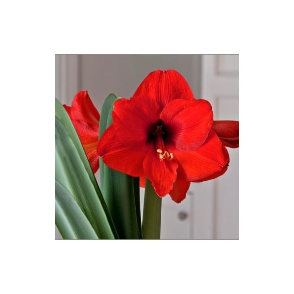 Amaryllis Κόκκινη(en translation)