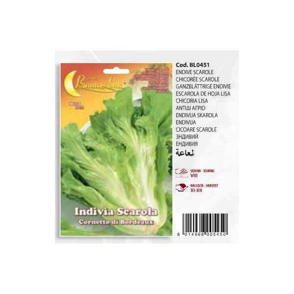 Antidi agrio Indivia Scarola Cornetto di Bordeaux