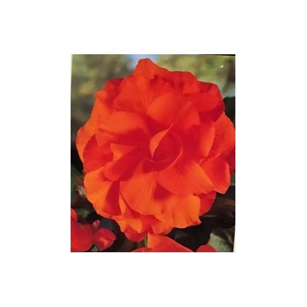 Μπιγκόνια ή Βιγόνια(en translation)