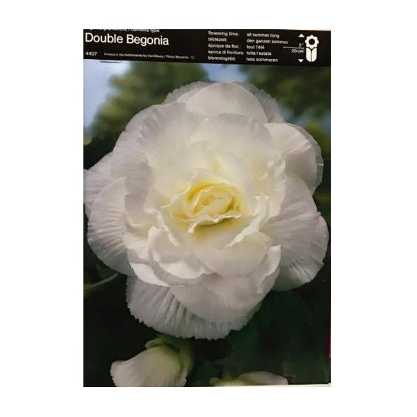 Μπιγκόνια ή Βιγόνια(en translation) - Image 5